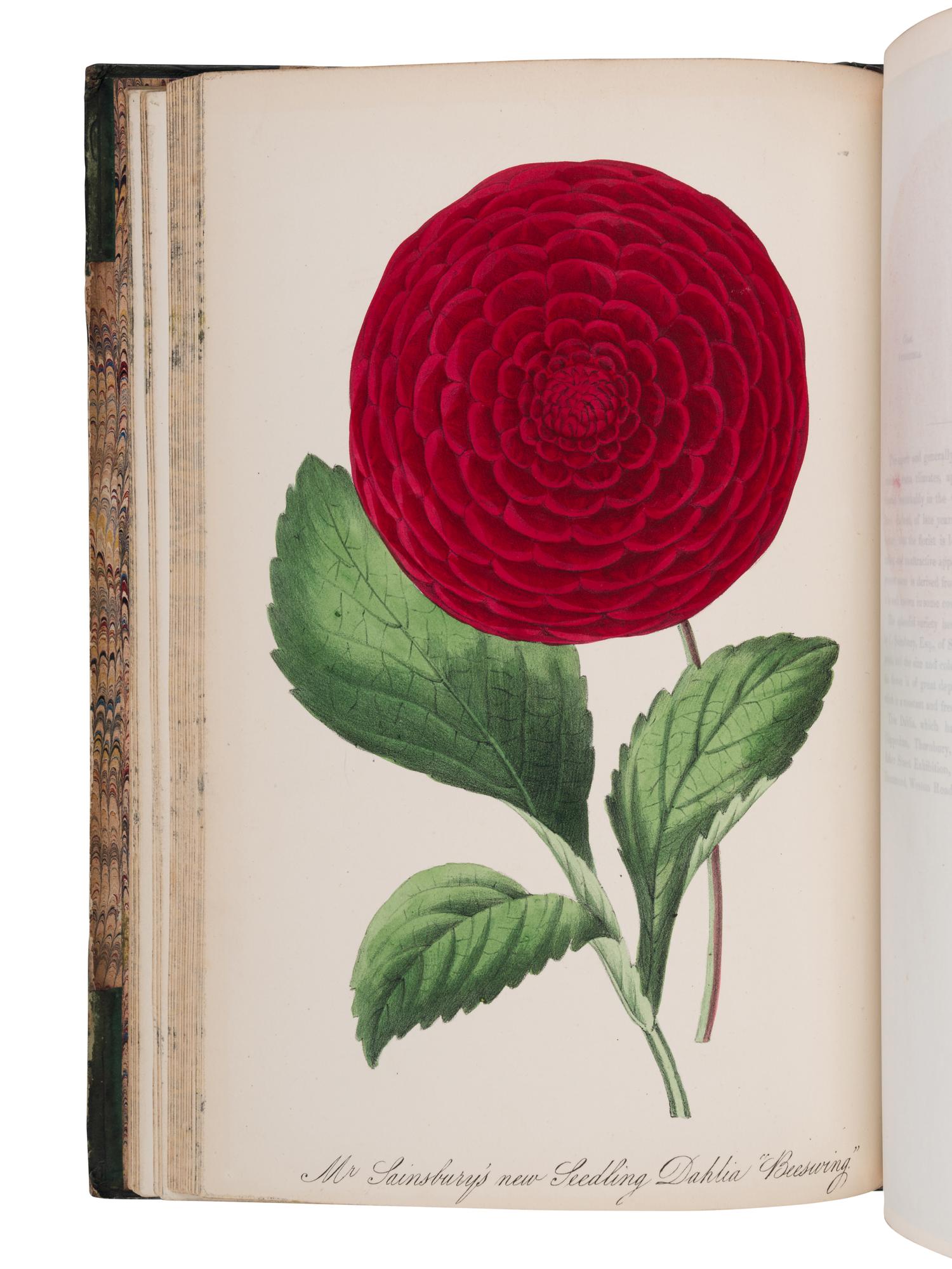 [NATURAL HISTORY]. ROSENBERG, Mary Elizabeth (1819-1914). The Museum of Flowers . London: R. Groombridge & Sons, 1845.