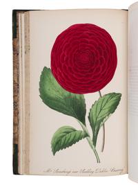 [NATURAL HISTORY]. ROSENBERG, Mary Elizabeth (1819-1914). The Museum of Flowers . London: R. Groombridge & Sons, 1845.