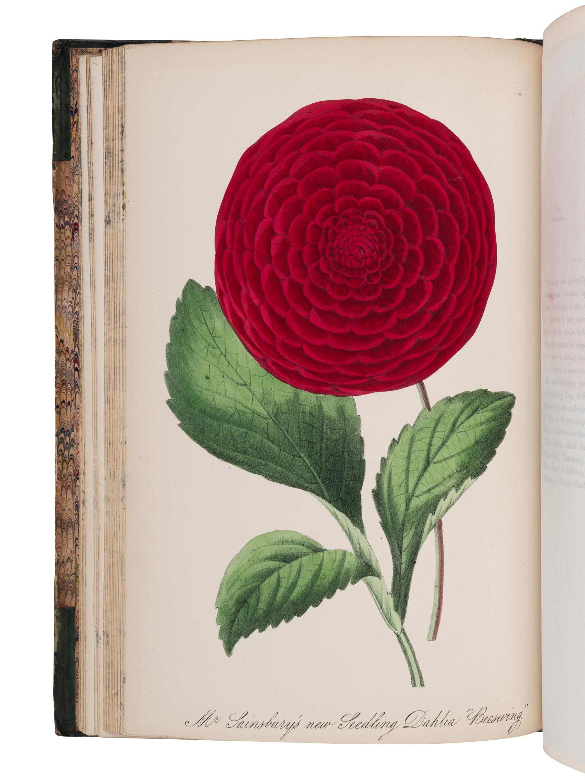 [NATURAL HISTORY]. ROSENBERG, Mary Elizabeth (1819-1914). The Museum of Flowers . London: R. Groombridge & Sons, 1845.