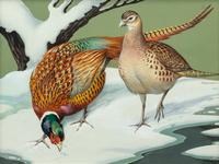Ring-Neck Pheasant