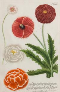 Johann Wilhelm Weinmann, (German/Polish, 1683-1741), Papaver Roseum, Papaver Rubo, and Tagates seu Caryphillus (three works)