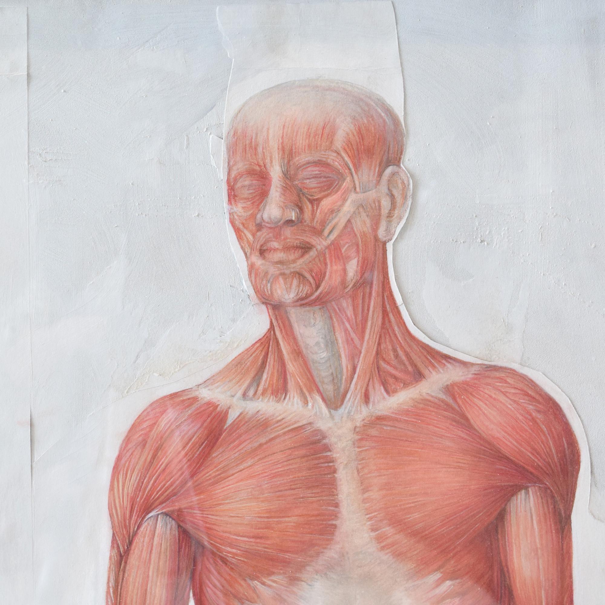 A Hand-Rendered Muscle Chart 35" W x .5" D x 44.5" H — Germany, 19th Century
