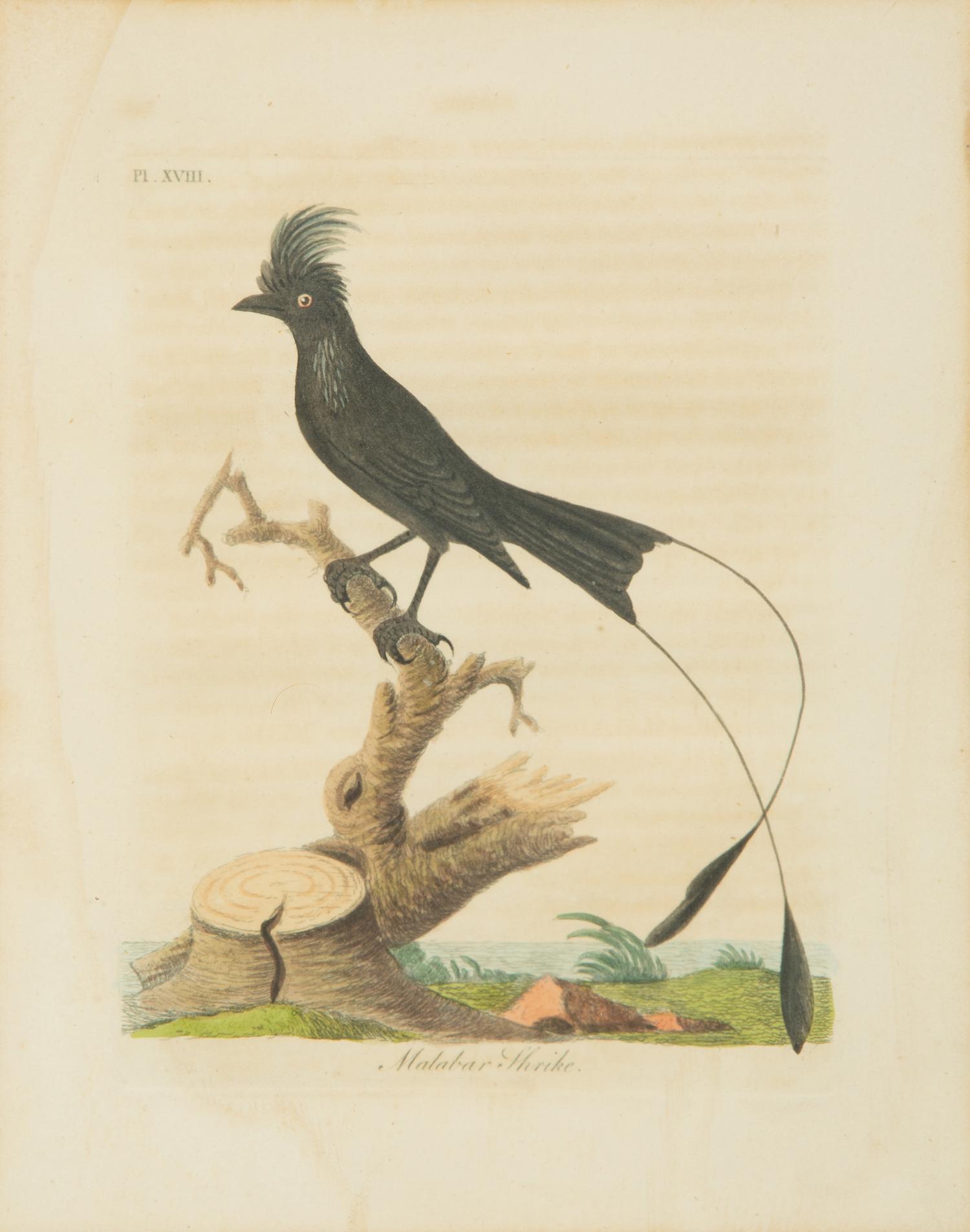 A Collection Ten Ornithological Gilt Framed Hand Colored Lithographs from Shaw's General Zoology — 19TH/20TH CENTURY