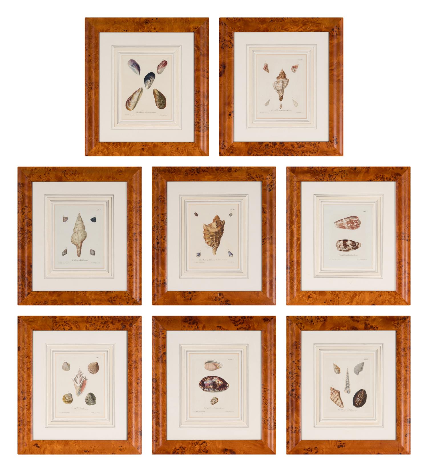 A Set of Eight Hand-Colored Engravings of Shell Specimens by Wolfgang Knorr (German, 18th Century)