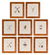 A Set of Eight Hand-Colored Engravings of Shell Specimens by Wolfgang Knorr (German, 18th Century)