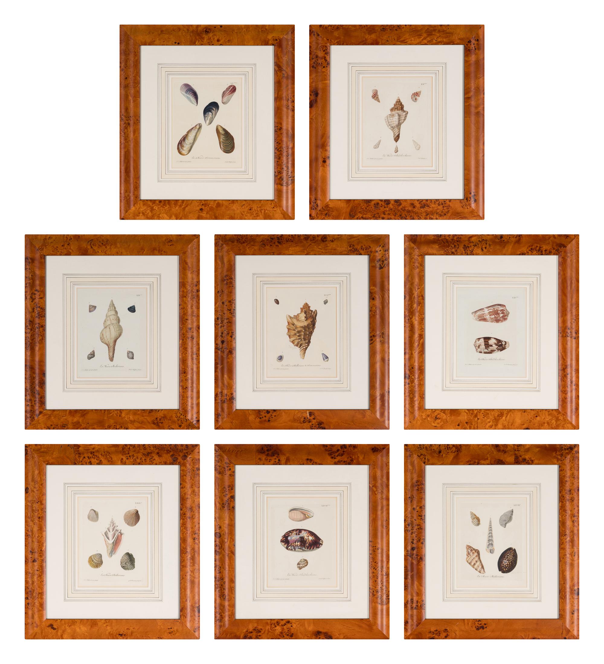 A Set of Eight Hand-Colored Engravings of Shell Specimens by Wolfgang Knorr (German, 18th Century)