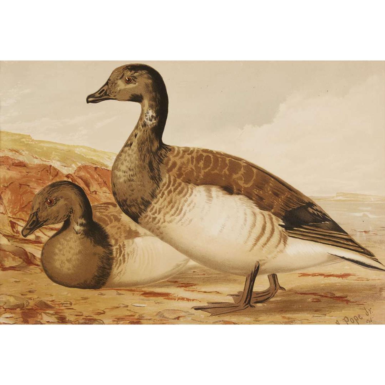 ALEXANDER POPE JUNIOR (AMERICAN 1849-1924) "BLACK DUCK" FROM UPLAND GAME BIRDS AND WATERFOWL OF THE UNITED STATES