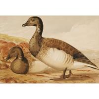 ALEXANDER POPE JUNIOR (AMERICAN 1849-1924) "BLACK DUCK" FROM UPLAND GAME BIRDS AND WATERFOWL OF THE UNITED STATES