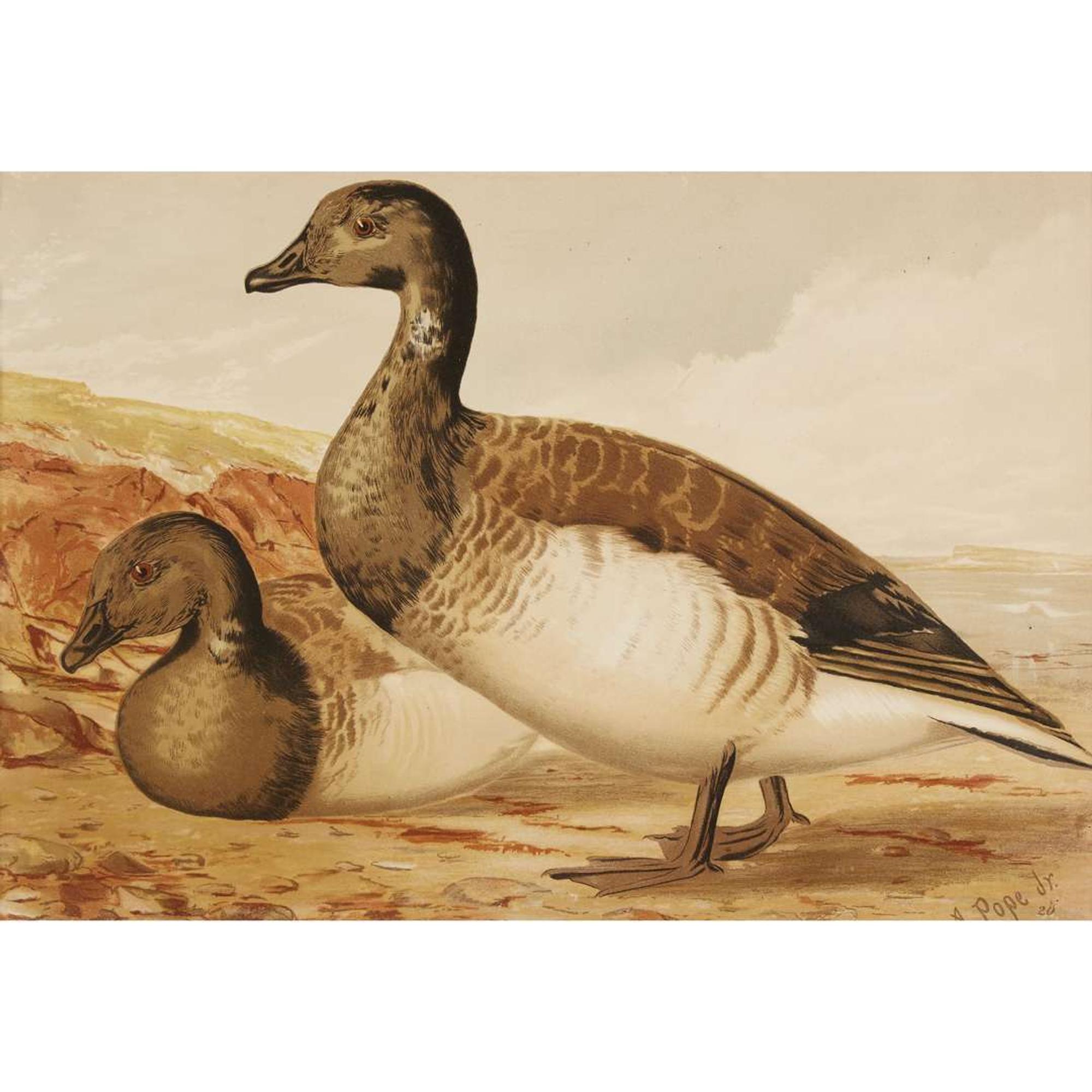 ALEXANDER POPE JUNIOR (AMERICAN 1849-1924) "BLACK DUCK" FROM UPLAND GAME BIRDS AND WATERFOWL OF THE UNITED STATES