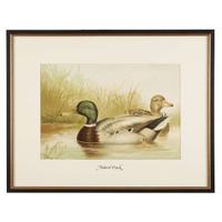 ALEXANDER POPE JUNIOR (AMERICAN 1849-1924) "BLACK DUCK" FROM UPLAND GAME BIRDS AND WATERFOWL OF THE UNITED STATES