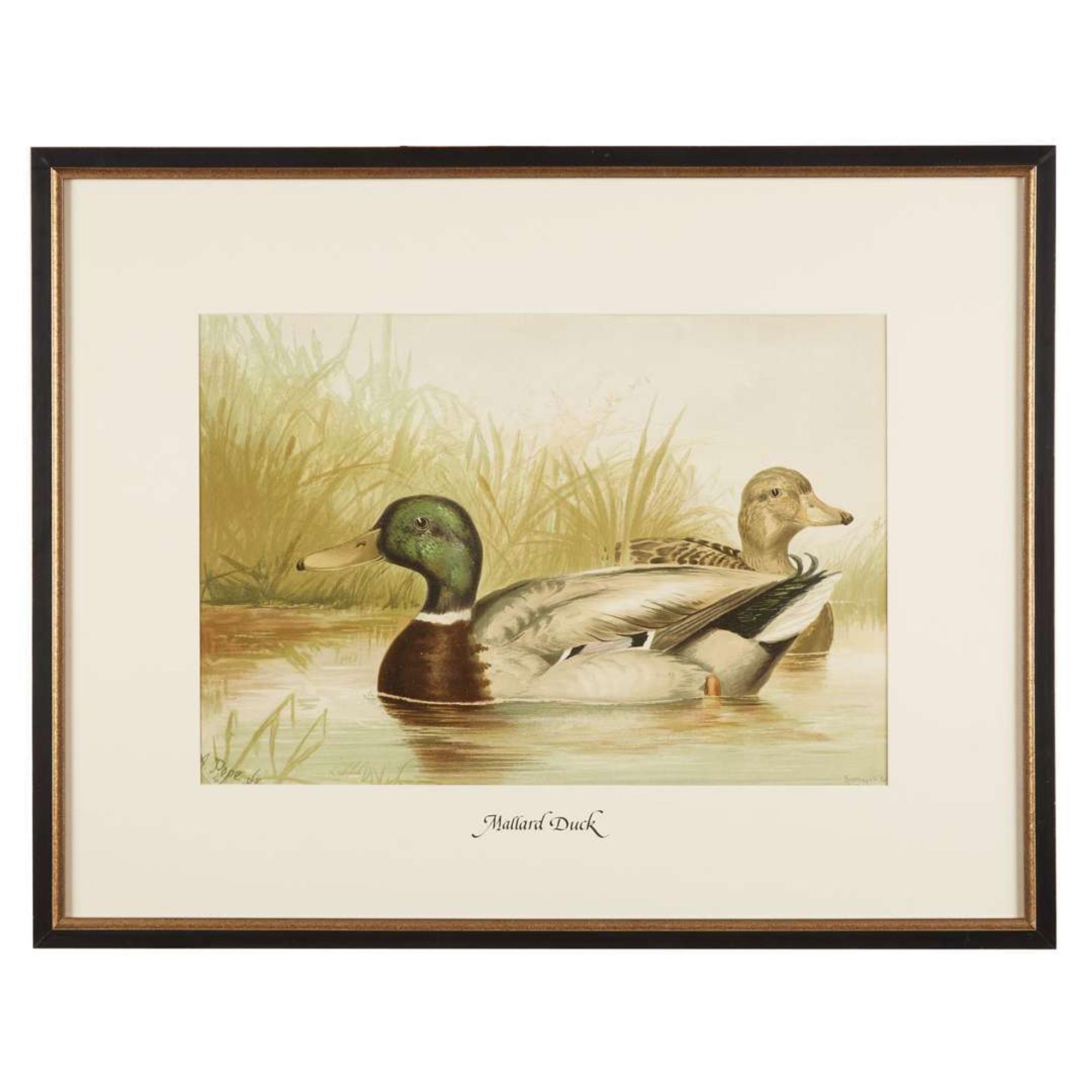 ALEXANDER POPE JUNIOR (AMERICAN 1849-1924) "BLACK DUCK" FROM UPLAND GAME BIRDS AND WATERFOWL OF THE UNITED STATES