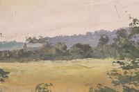 Forest Scene