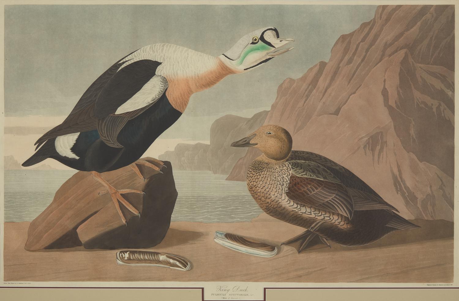 [Natural History] Audubon, John James. King Duck