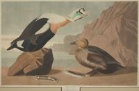 [Natural History] Audubon, John James. King Duck