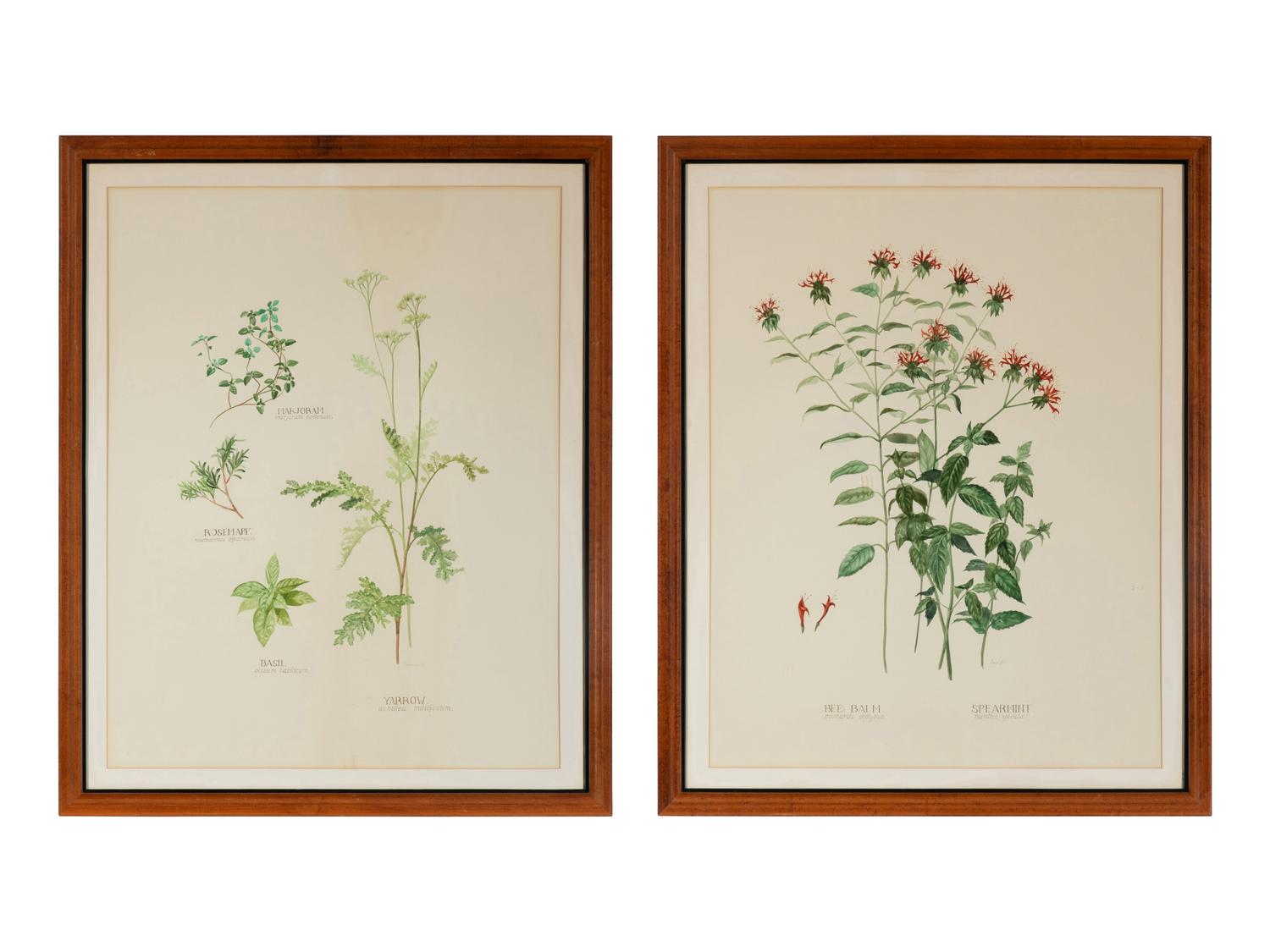 Four Louise Smith Watercolor Botanical Illustrations