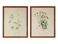 Four Louise Smith Watercolor Botanical Illustrations