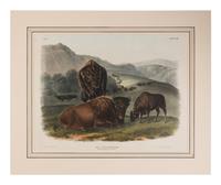 [Natural History] Audubon, John James. American Bison or Buffalo. Female, Young and Male...