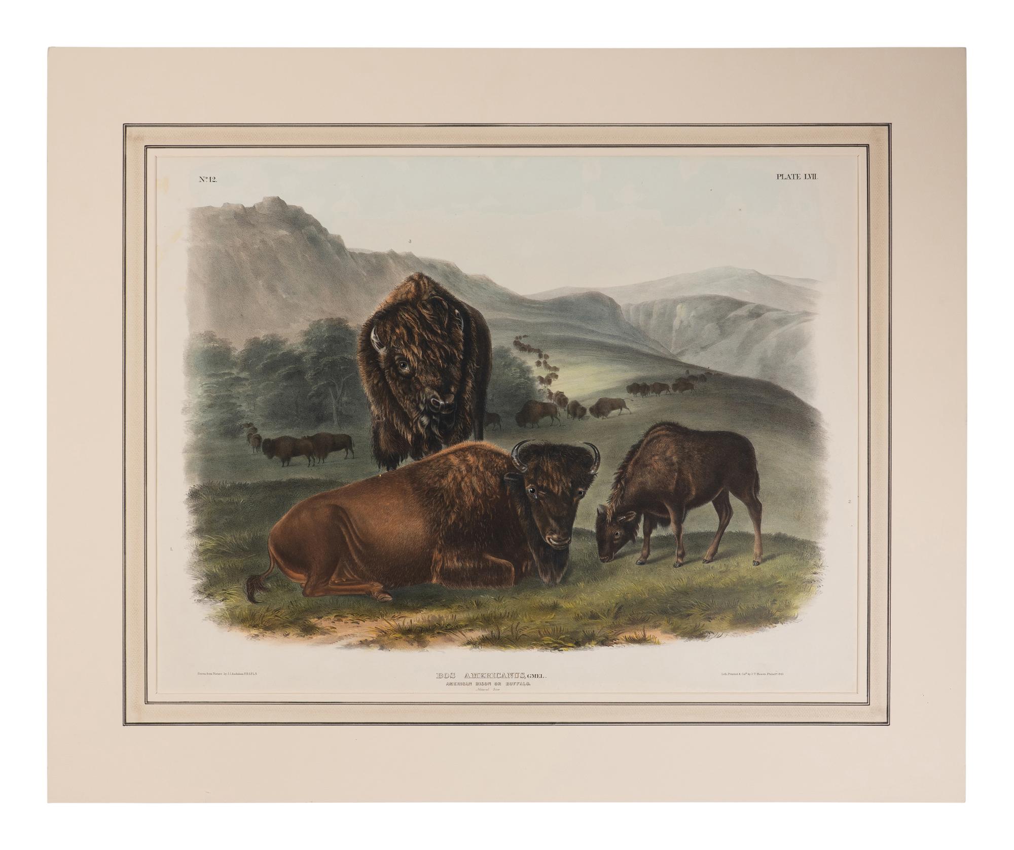 [Natural History] Audubon, John James. American Bison or Buffalo. Female, Young and Male...