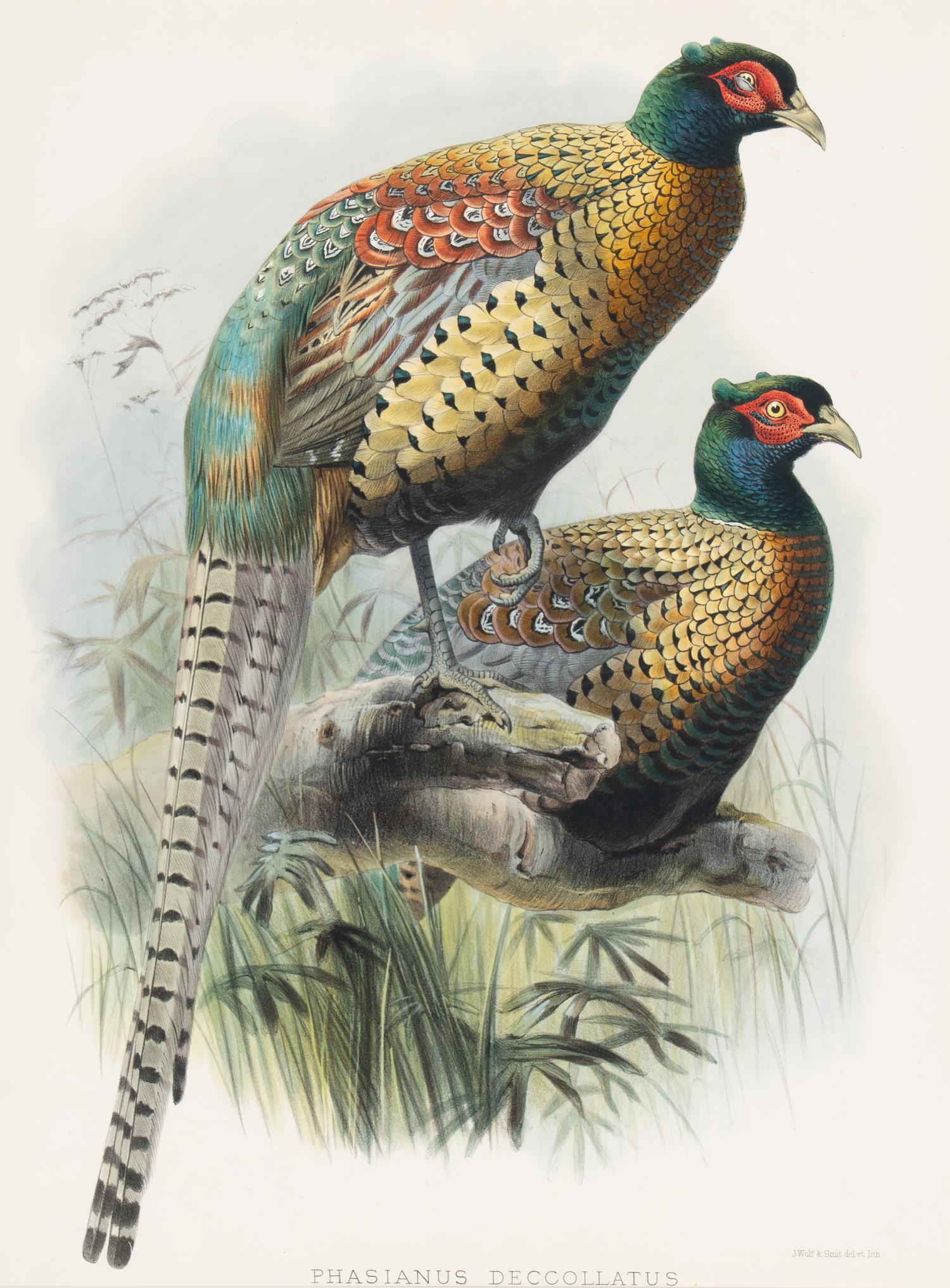 [Prints] Elliot, Daniel Giraud. Ringless Chinese Pheasant Phasianus decollatus
