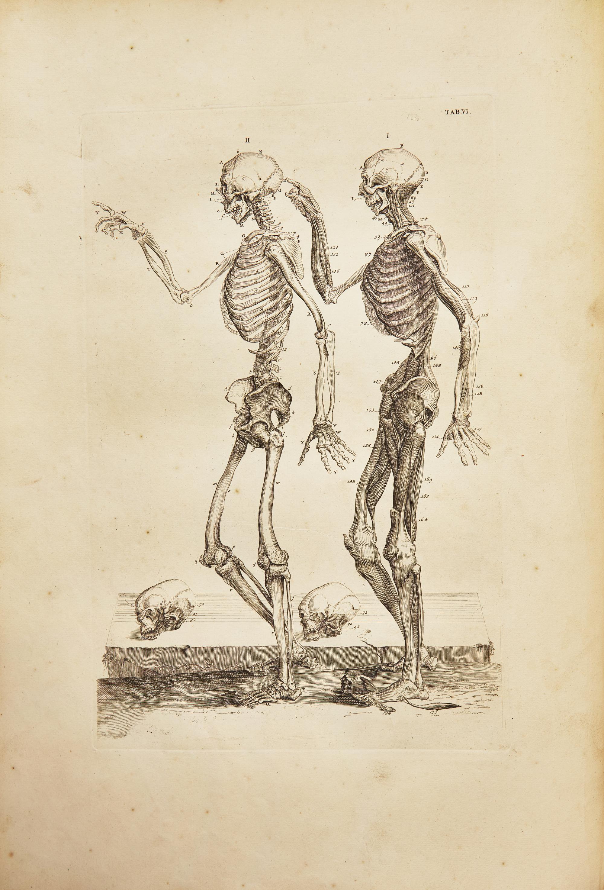 [Science, Medicine & Mathematics] Cowper, William. Myotomia Reformata: Or an Anatomical Treatise on the Muscles of the Human Body