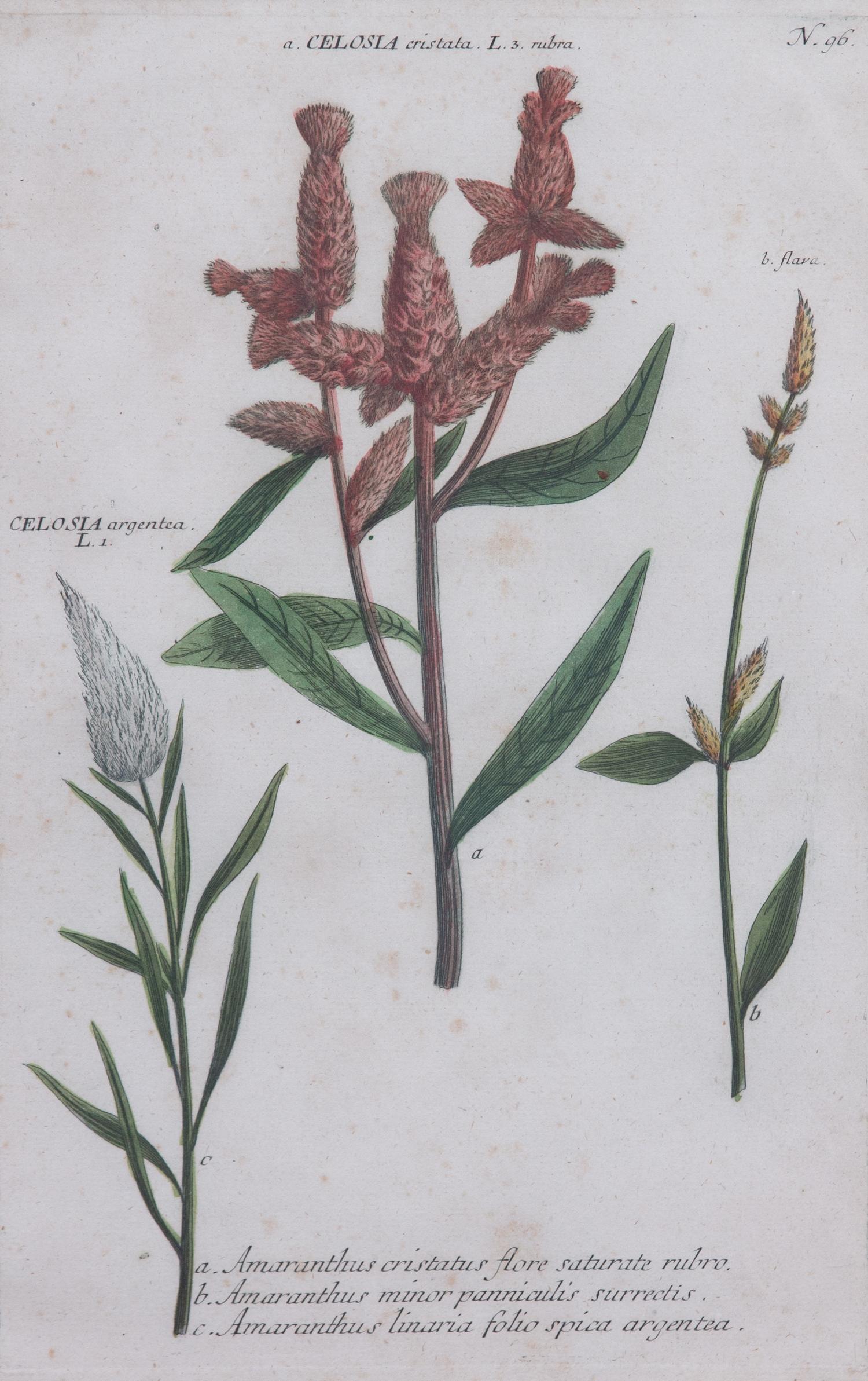 Four Framed Hand-Colored Botanical Engravings Sight size 13 1/4 x 8 1/2 inches. — 19TH CENTURY