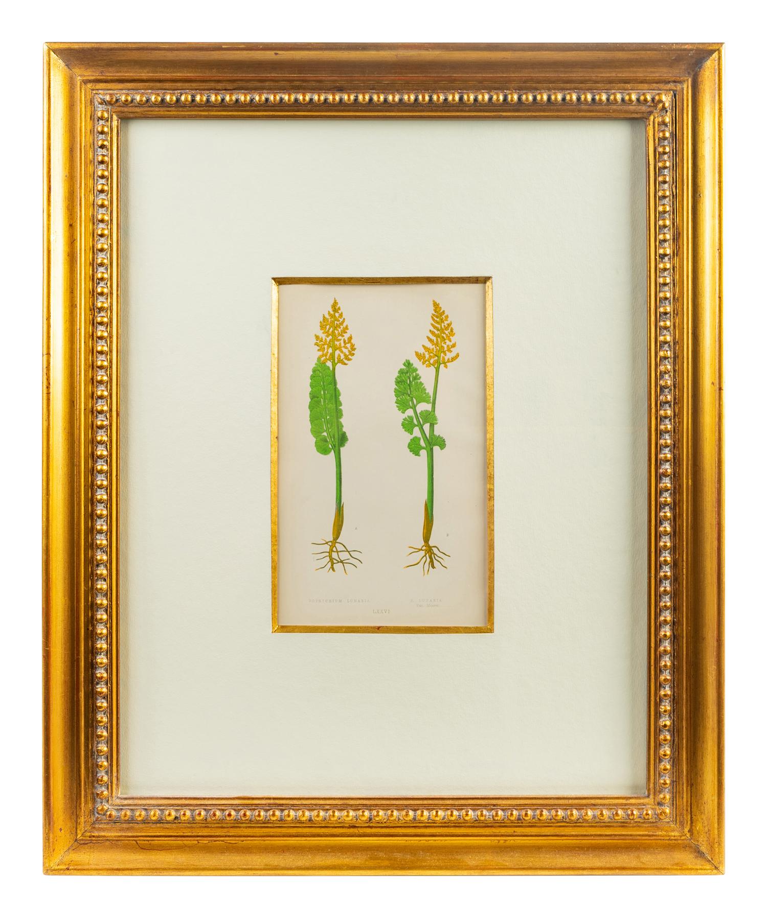A Group of Eight Fern Botanical Engravings After Thomas Moore — EARLY 20TH CENTURY