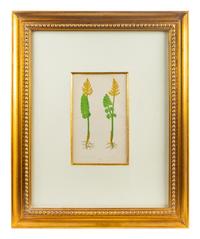 A Group of Eight Fern Botanical Engravings After Thomas Moore — EARLY 20TH CENTURY