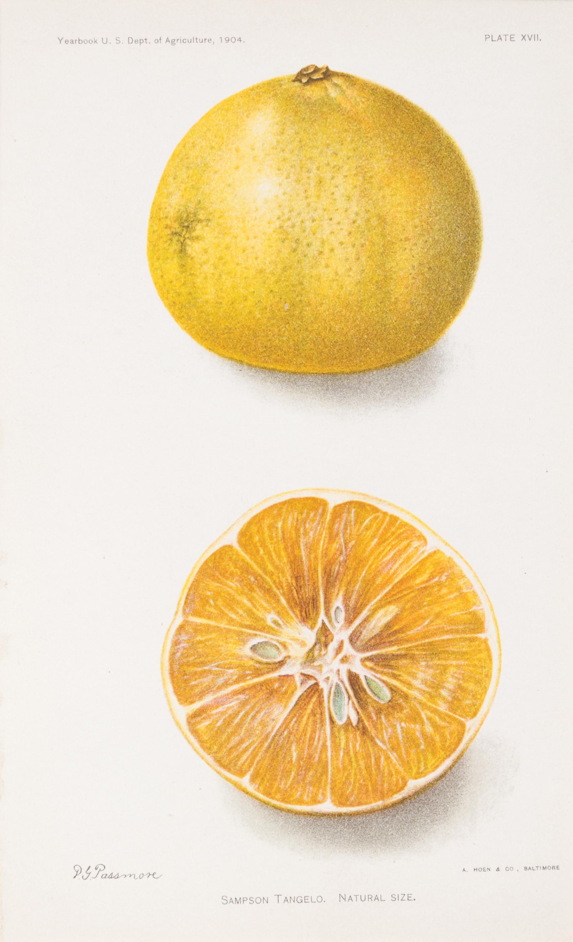 (BOTANY) U.S. DEPARTMENT OF AGRICULTURE. A group of 20 chromolitho. plates of fruit and nuts.