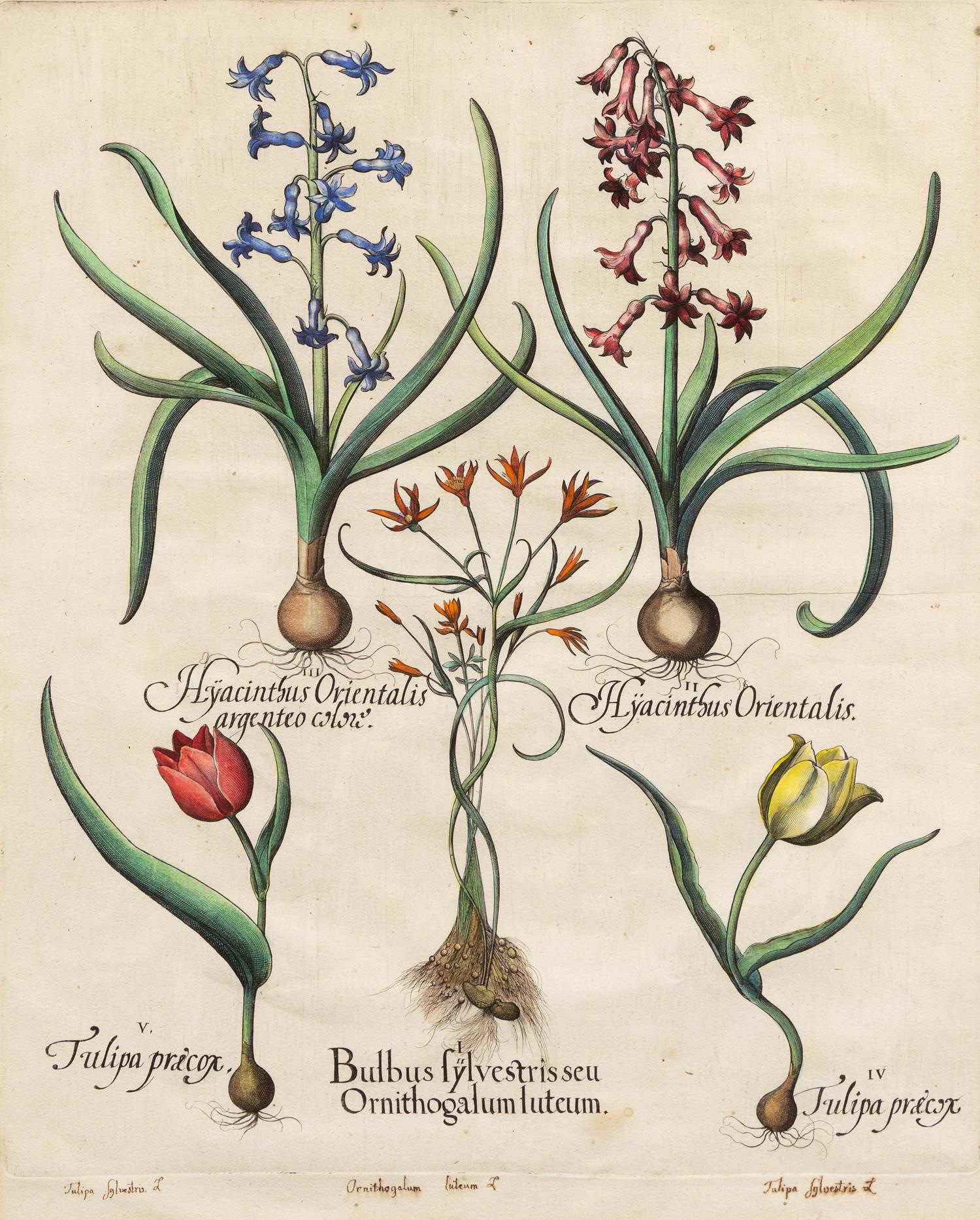 [NATURAL HISTORY]. Besler, Basilius (1561-1629)