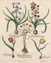 [NATURAL HISTORY]. Besler, Basilius (1561-1629)