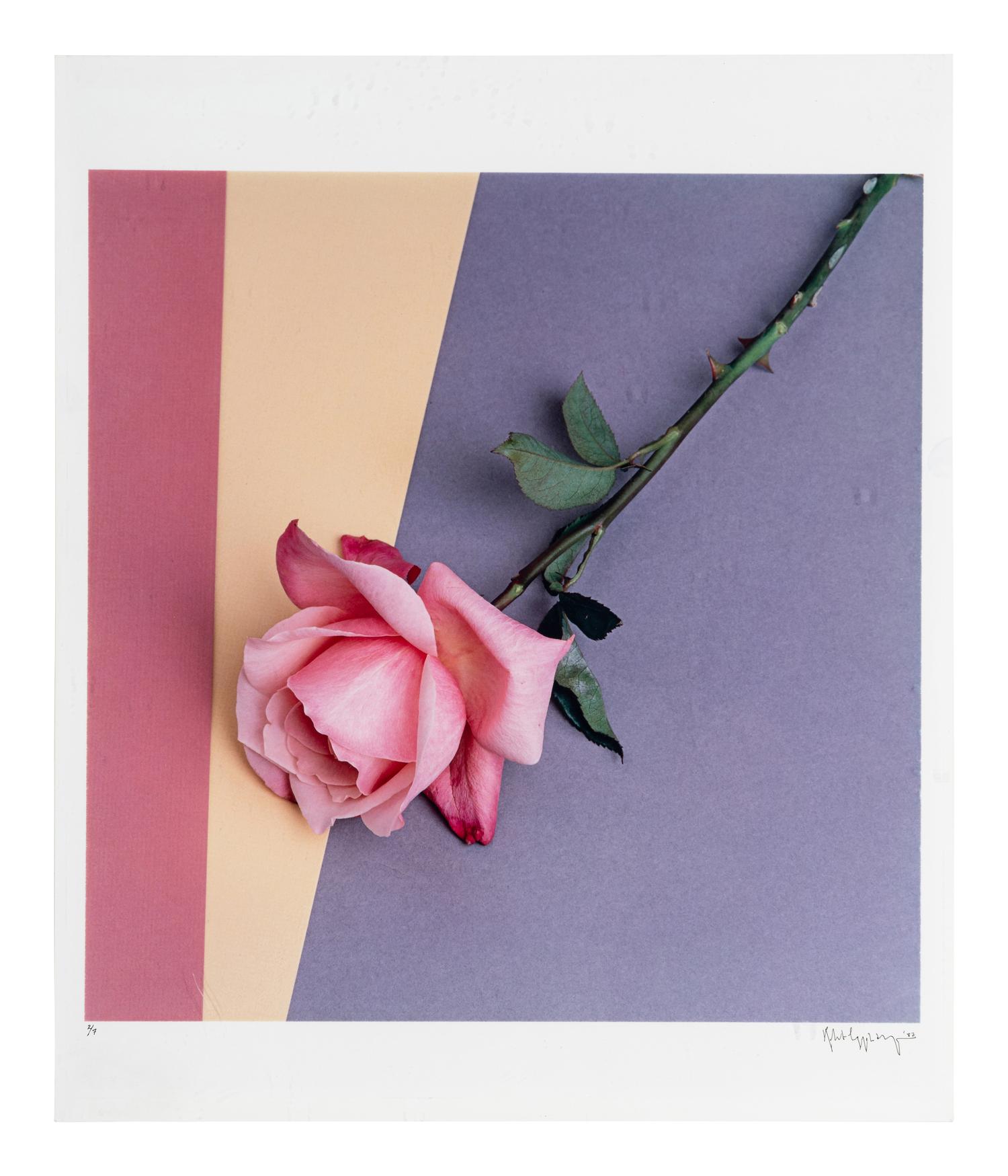 Rose, 1987
