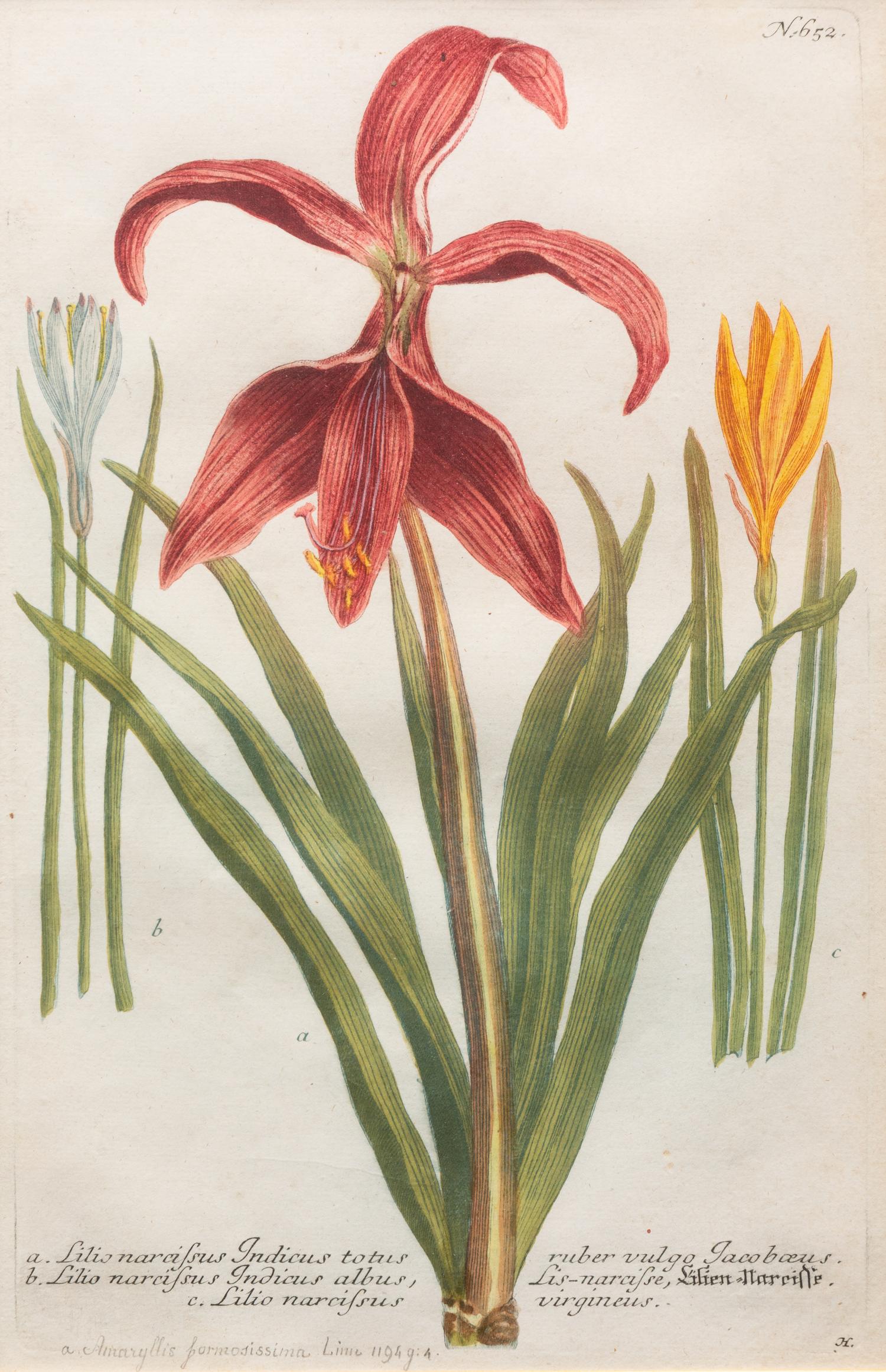 A Group of Johannes Weinamann Botanical Prints from Phytanthoza Iconographia (1737-1745)