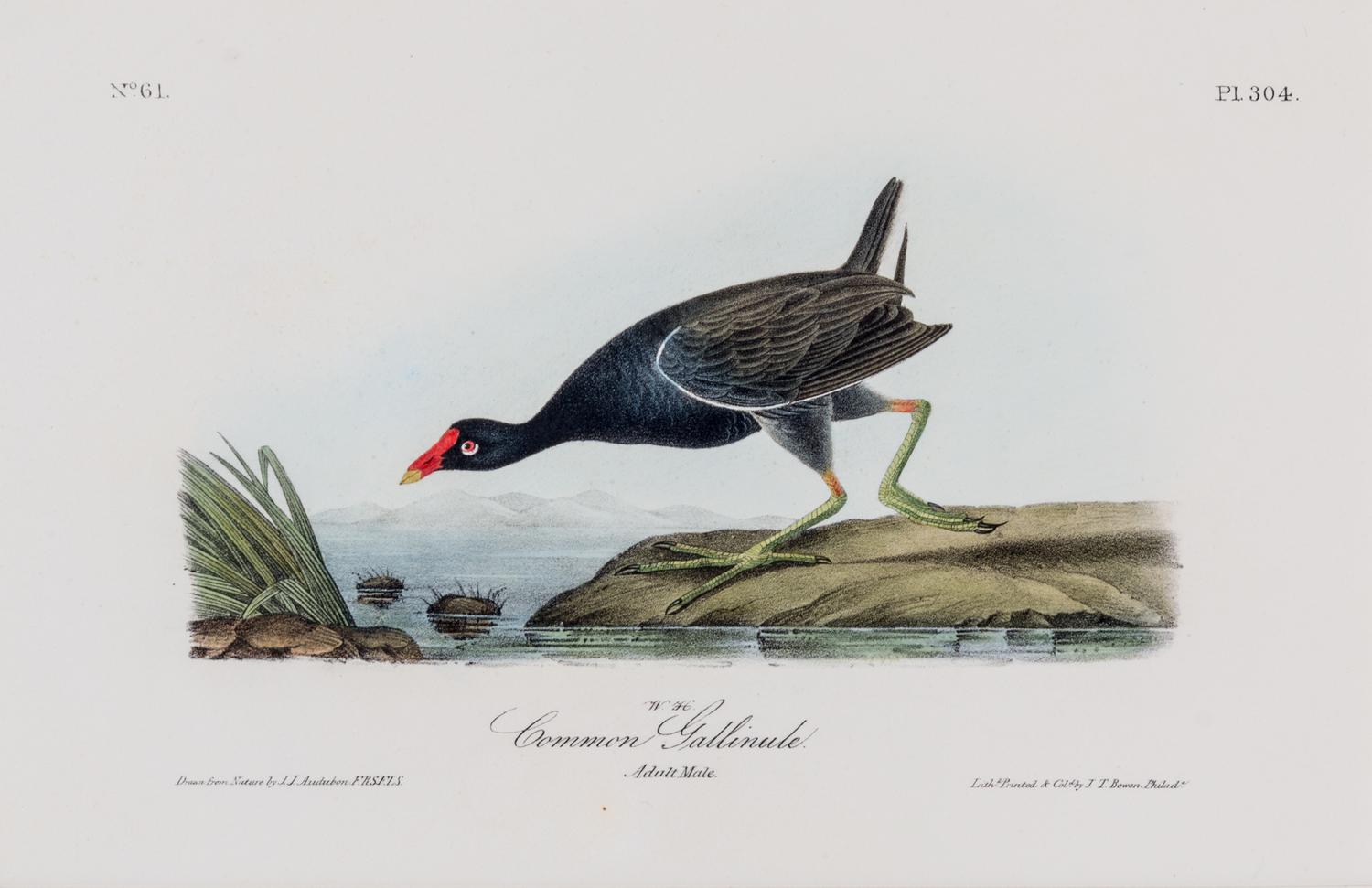 (AUDUBON, JOHN JAMES, after) BOWEN, J.T. Group of four octavo hand-colored lithograph prints from The Birds of America.