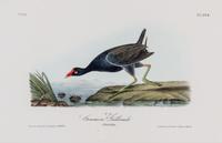 (AUDUBON, JOHN JAMES, after) BOWEN, J.T. Group of four octavo hand-colored lithograph prints from The Birds of America.