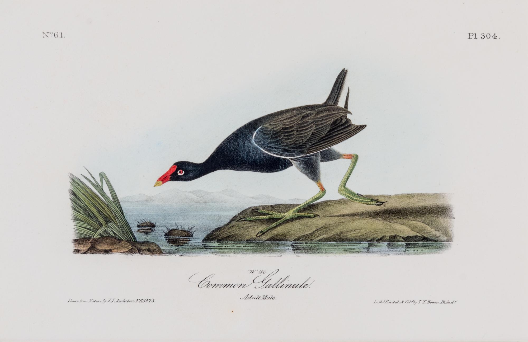 (AUDUBON, JOHN JAMES, after) BOWEN, J.T. Group of four octavo hand-colored lithograph prints from The Birds of America.