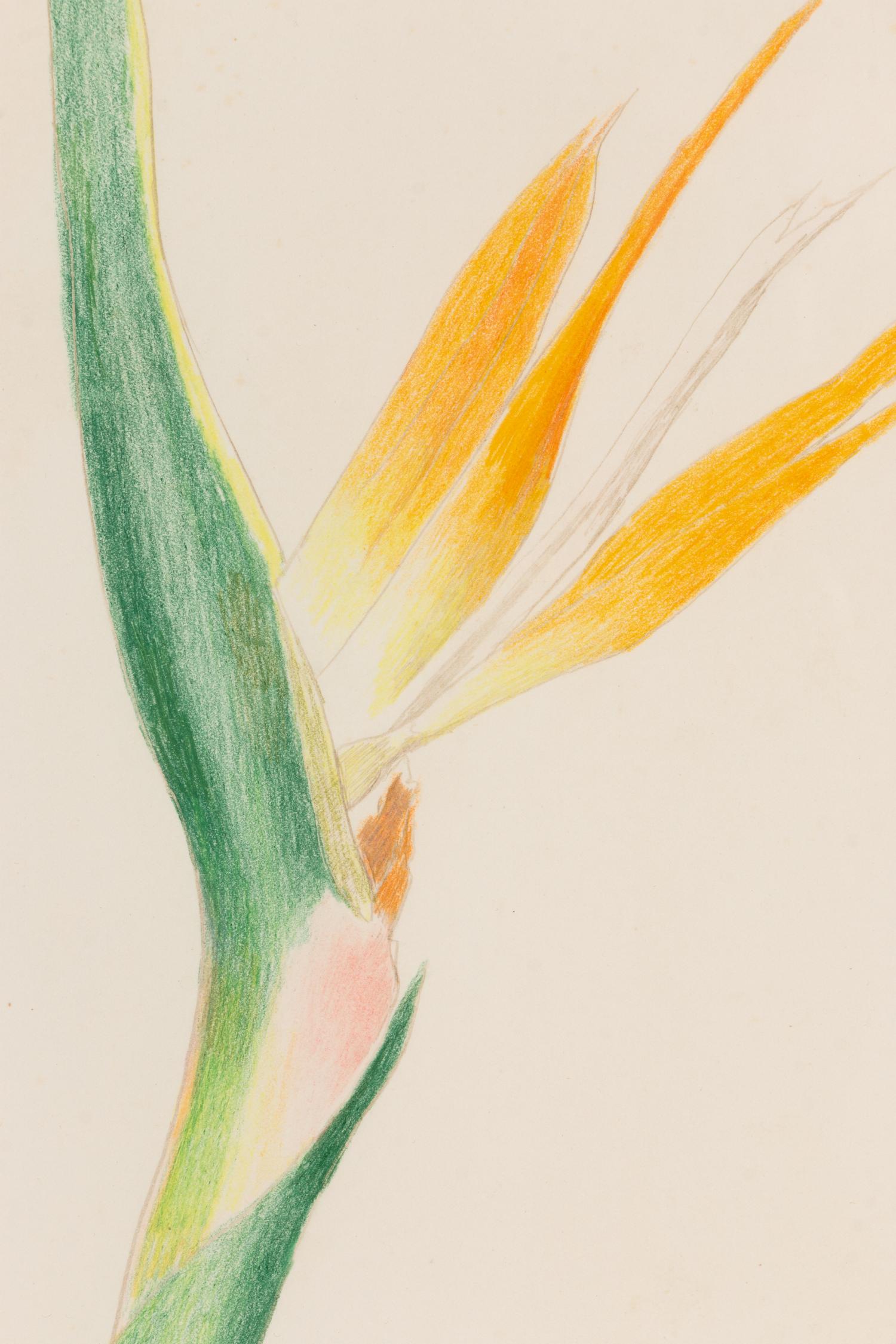Bird of Paradise