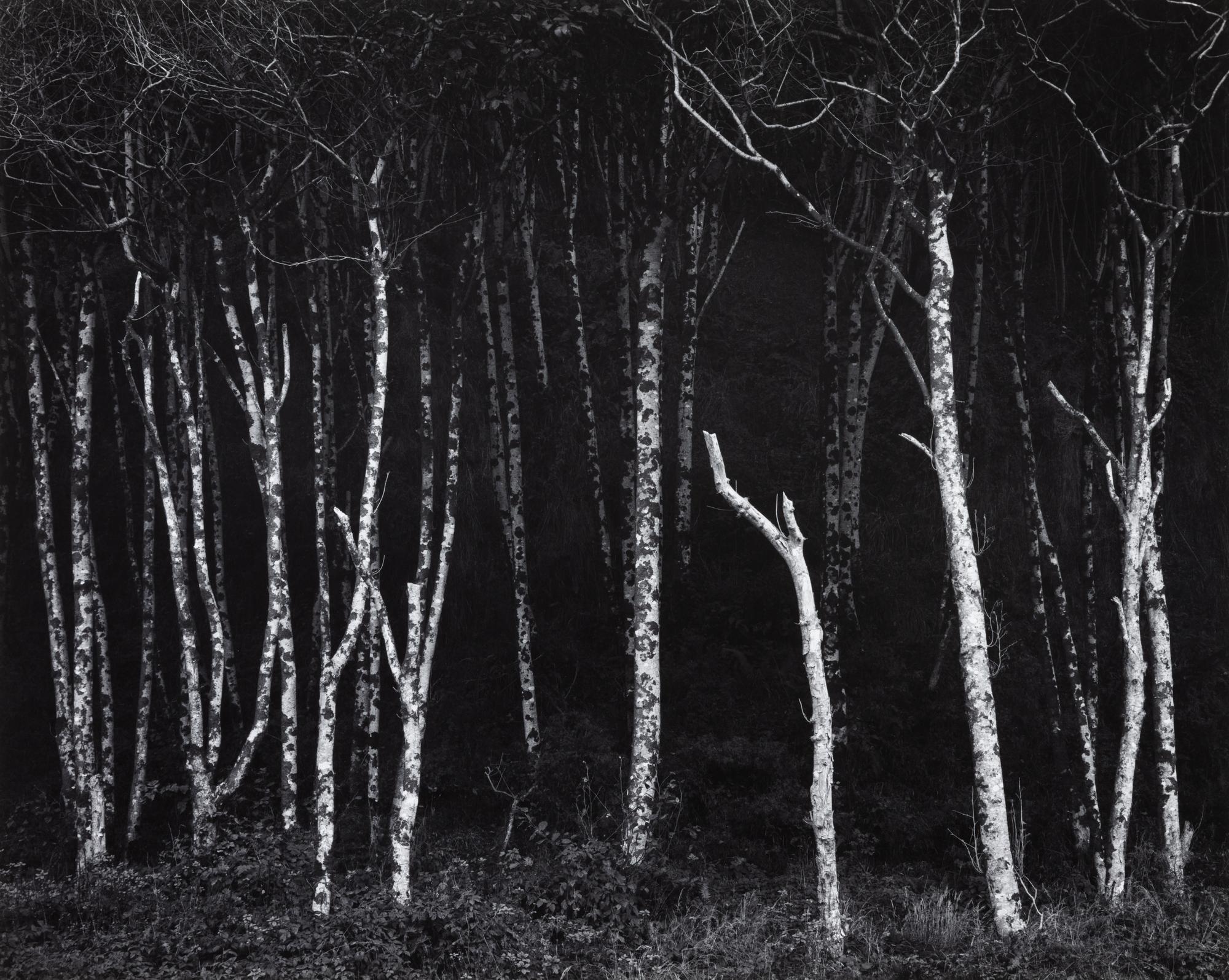Ansel Adams (1902-1984) Portfolio VI, 1974