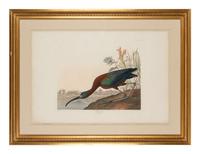 AUDUBON, John James (1785-1851)