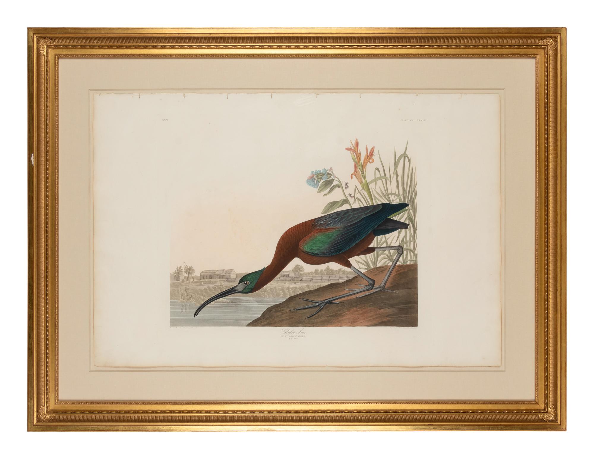 AUDUBON, John James (1785-1851)