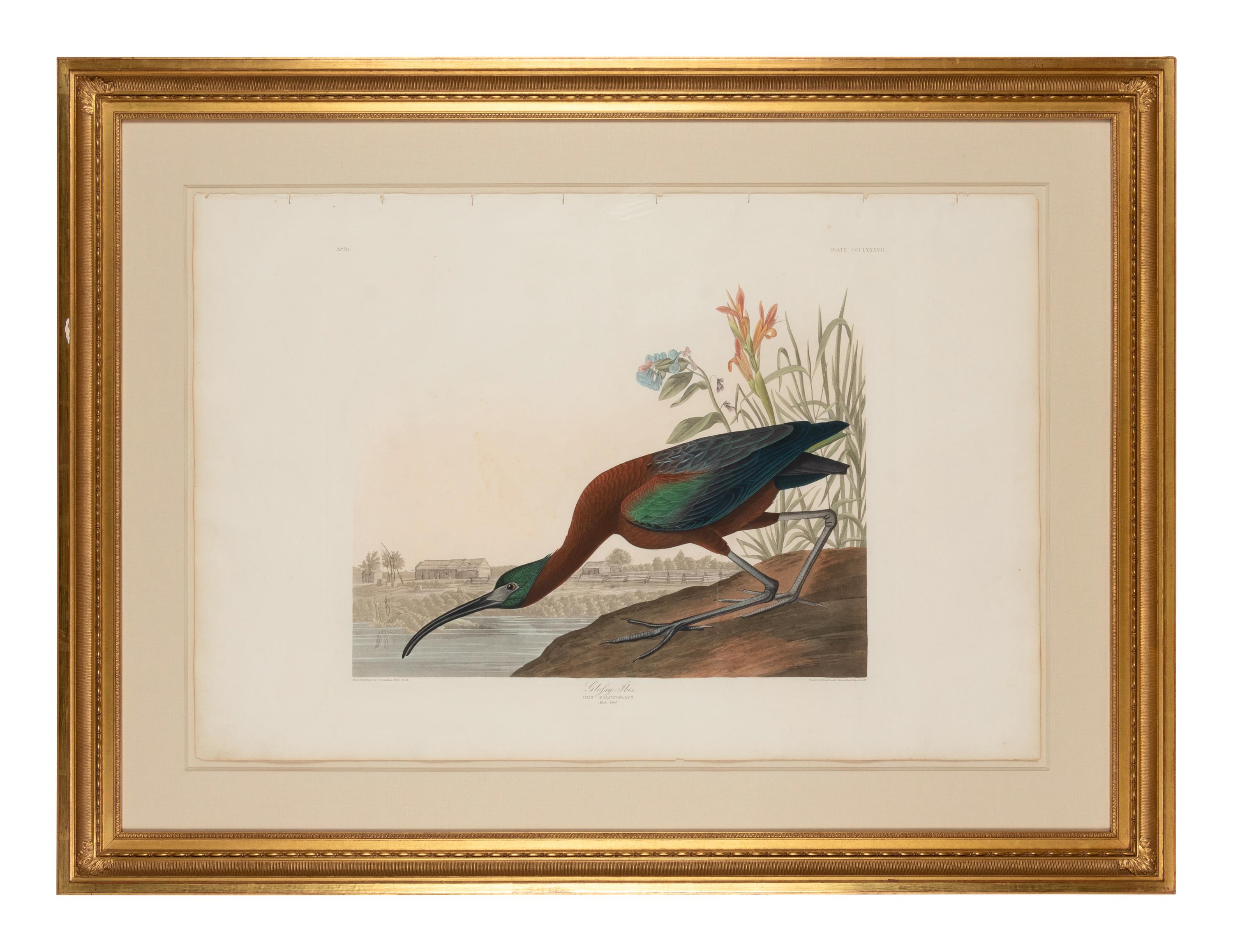 AUDUBON, John James (1785-1851)