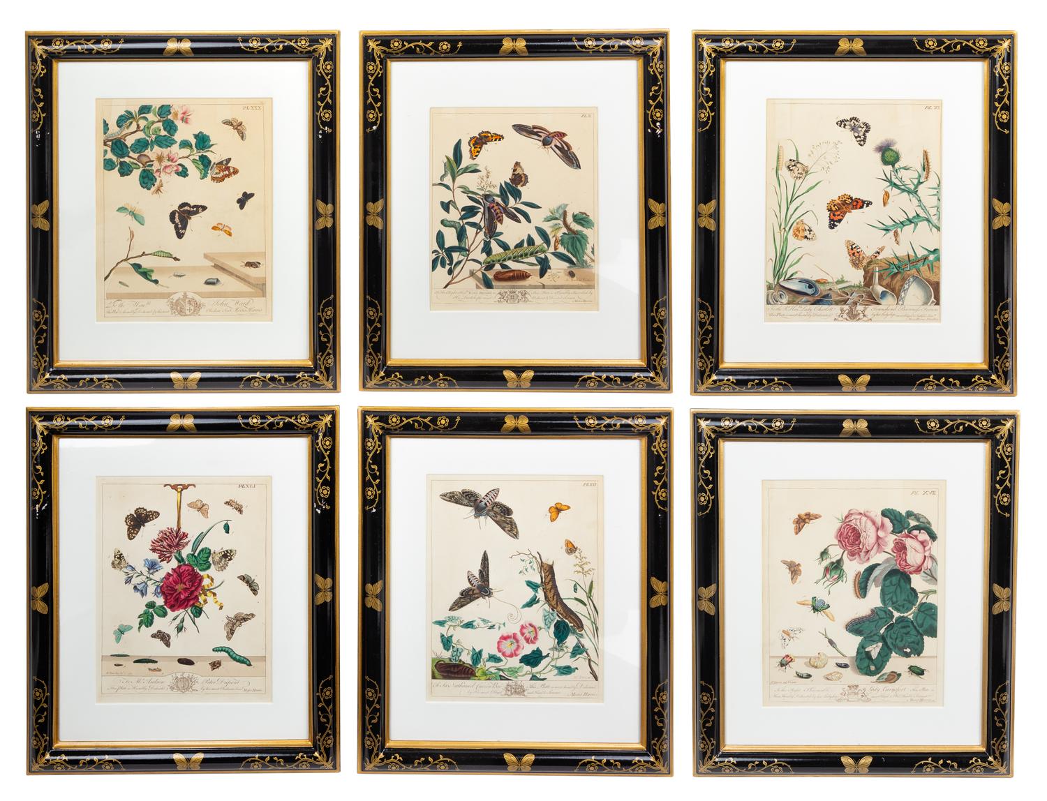 A Set of Six Hand-Colored Engravings from The Aurelian Height 12 1/4 x width 9 1/2 inches (visible). — MOSES HARRIS (1731-1785), CIRCA 1766