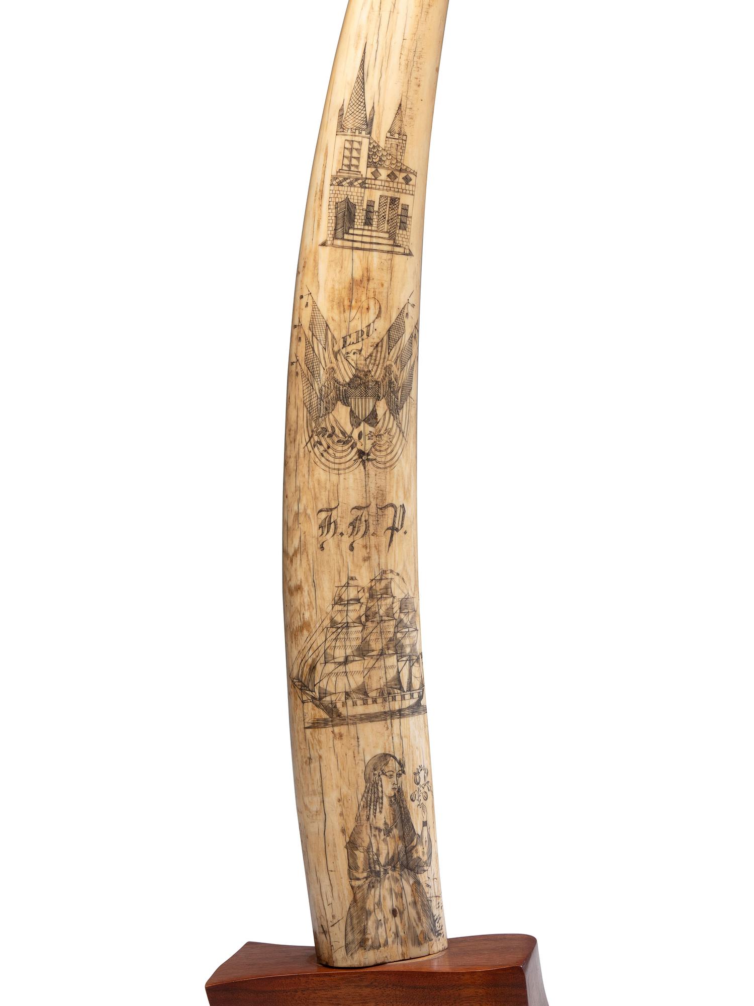 A Scrimshaw Walrus Tusk