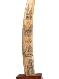 A Scrimshaw Walrus Tusk