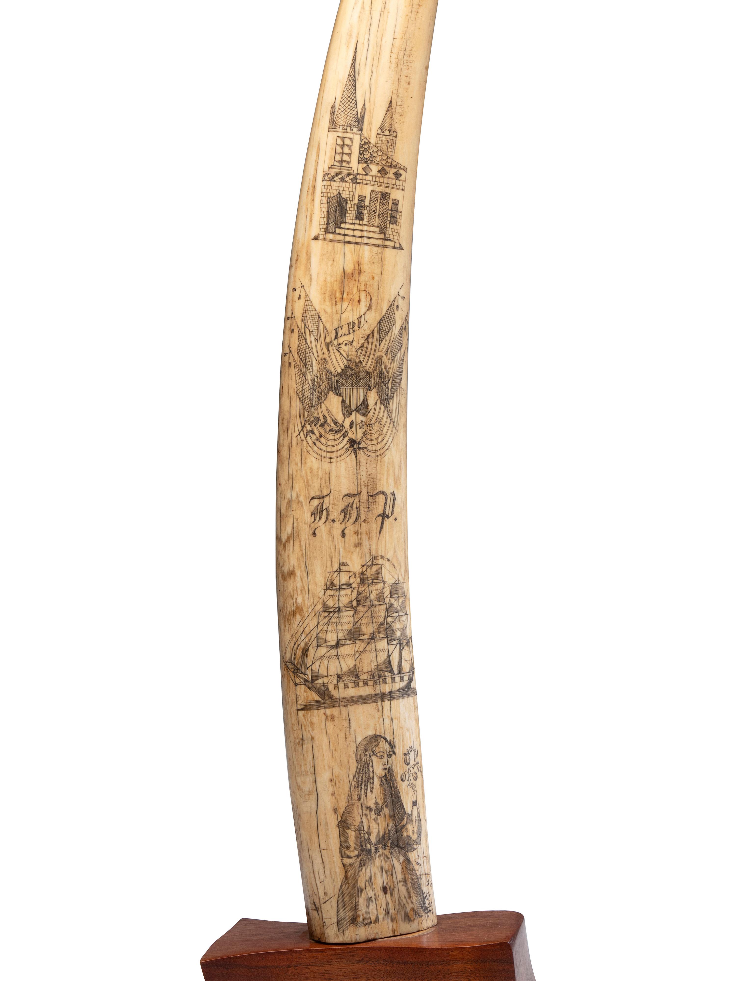 A Scrimshaw Walrus Tusk