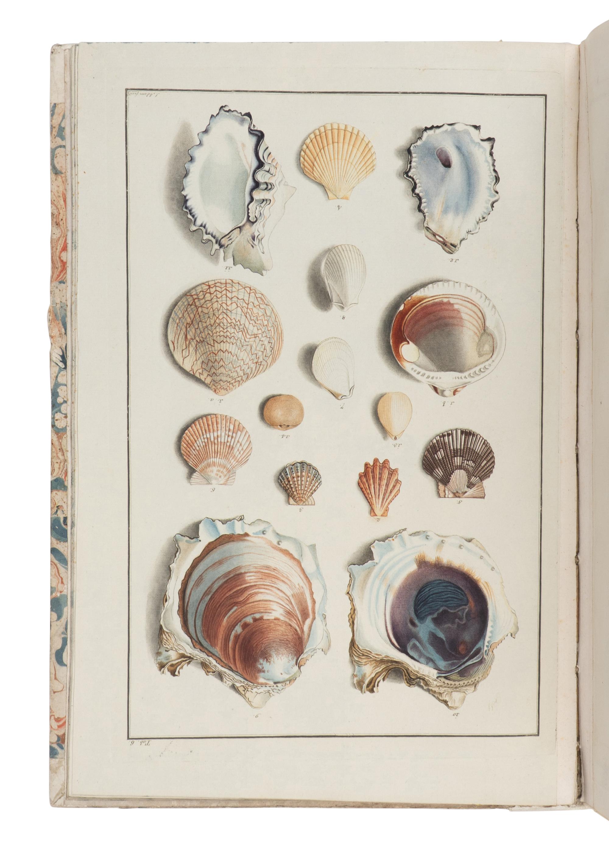 [NATURAL HISTORY]. BORN, Ignaz Edler von (1742-1791). Testacea Musei Caesarei Vindobonensis, quae jussu Mariae Theresiae Augustae disposuit et descripsit Ignatius a Born . Vienna: Gerold for Johann P. Kraus, 1780.