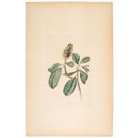 A Hand-Colored Audubon Engraving, Havell Edition Plate V, Bonaparte Fly Catcher