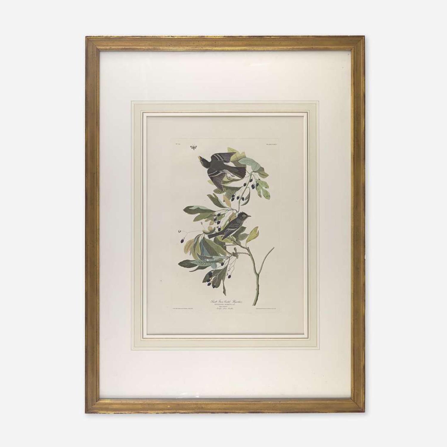 [Prints] Audubon, John James Small Green Crested Fly Catcher