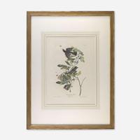 [Prints] Audubon, John James Small Green Crested Fly Catcher