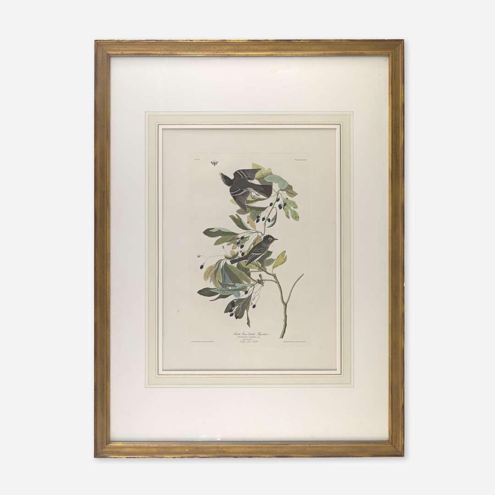 [Prints] Audubon, John James Small Green Crested Fly Catcher