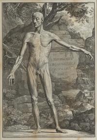 Tabulae sceleti et musculorum corporis humani (three works)